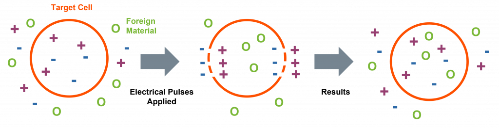 Electroporation process